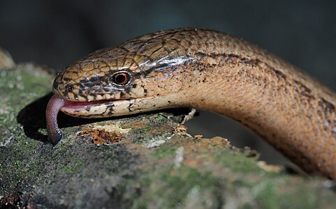 Anguis fragilis (Blindworm)