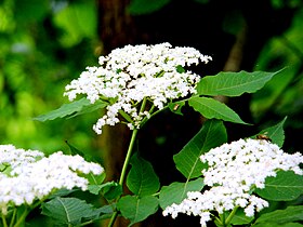 Kiddeboom (Sambucus ebulus) mäd Köike