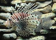 Lionfish