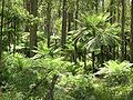 Tree ferns, Werrikimbe National Park, Walcha