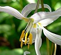 Erythronium revolutum: Three stigmata and pseudo-basifixed anthers surrounding filament tip