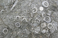 Crinoid fragments in a Silurian (Pridoli) limestone (Saaremaa, Estonia)