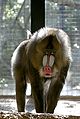 Mandrill