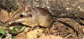 four-toed elephant shrew