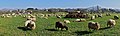 * Nomination Flock of "Manech à tête rousse" sheep, Sare, Pyrénées-Atlantiques, France. --JLPC 19:15, 13 January 2013 (UTC) * Promotion Nice composition, but I am missing sharpness, especially on the sheep in the foreground. Is is due to bad lightning conditions? --Tuxyso 22:15, 13 January 2013 (UTC)  Improved. --JLPC 18:15, 14 January 2013 (UTC) Visibly better. --Tuxyso 22:21, 15 January 2013 (UTC)