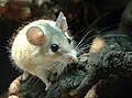 eastern spiny mouse