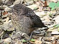 Amsel 21 Tage alt     blackbird 21 days old