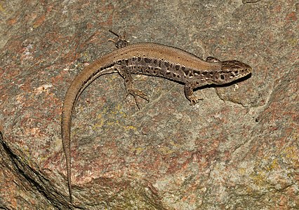 ♀ Lacerta agilis (Sand Lizard)