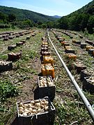 Oignon doux des Cévennes.