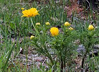 Adonis sibirica