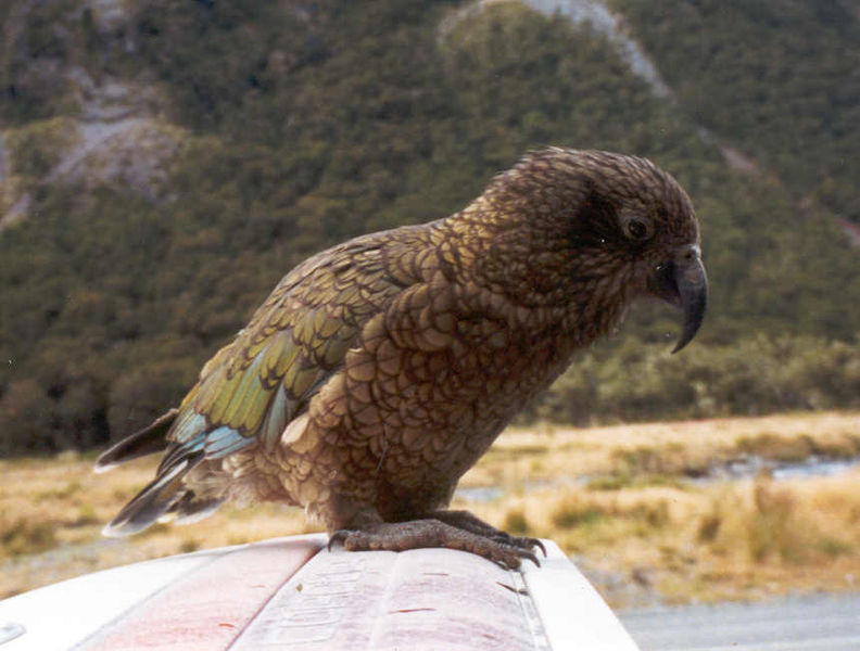 File:Kea on car.jpg