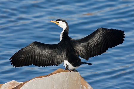 Microcarbo melanoleucos (Little Pied Cormorant)