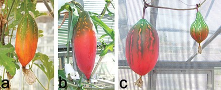 Frutos a maturar de a: Coccinia hirtella, b: Coccinia sessilifolia (como a planta, coberto por uma capa cerosa), c Coccinia megarrhiza e C. megarrhiza x C. trilobata.