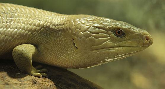 Tiliqua scincoides (Common Blue-tongued Skink)