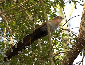 Alma-de-gato no Horto Florestal de São Paulo, no Brasil