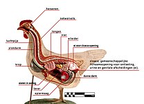 Anatomie kip