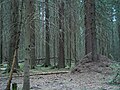 Lemmenlaakso Nature Reserve, Järvenpää, Finland