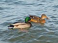 Mallard, Anas platyrhynchos