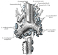 氣管支氣管淋巴結（英语：Tracheobronchial lymph nodes）