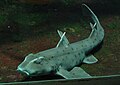 horn shark