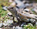 * Nomination: Liolaemus or lizard sunbathing at Tuni-Condoriri National Park, La Paz - Bolivia -- CLAUDIOLD 17:29, 19 September 2024 (UTC) * * Review needed