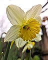 Narcissus pseudonarcissus