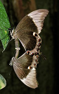 ♀ ♂ Papilio ulysses (Ulysses Butterfly) mating