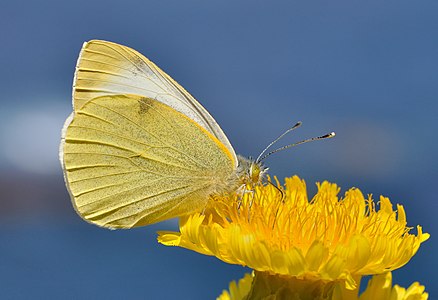 Pieris cheiranthi (Canary Islands Large White)