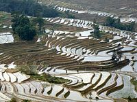 Terrasses d'arròs de Yuanyang