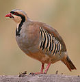 slika 2. Alectoris chukar