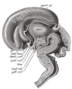 نظرة للدماغ للخط الوسط في عُمر 3 أشهر.