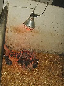 Bentheimer Ferkel unter einer Rotlichtlampe