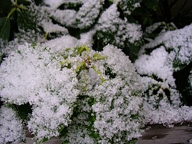 Close photograph of snowflakes on a leaf in an early storm