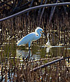 Snowy egret (Egretta hula) Mangroves, Bonaire