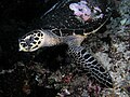 Hawksbill turtle