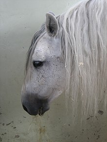 Tête d'un cheval gris à la très longue crinière; penché en avant il mange du foin dans son boxe aux murs blancs.