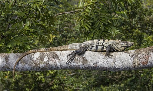 Black iguana (Ctenosaura similis) Cayo