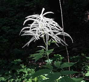 Réserve naturelle de Bosco del Vaj dans la province de Turin en juin 2020.