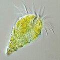 Image 21The oligotrich ciliate has been characterised as the most important herbivore in the ocean (from Marine food web)