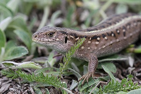 ♀ Lacerta agilis (Sand Lizard)