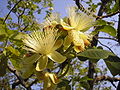 Fleurs et feuilles de Caryocar brasiliense.