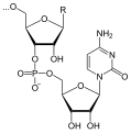 Deutsch: Struktur einer RNA-Kette mit Cytosin als letzte Base am 3'-Ende English: Structure of a RNA chain with cytosine as last base at the 3' end