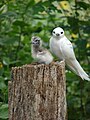 Adult with chick; Midway Atoll, Hawaii