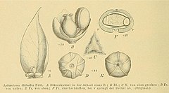 Description de l'image Aphanisma blitoides by Volkens 1893.jpg.