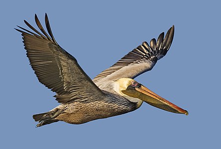 Kahverengi pelikan (Pelecanus occidentalis), pelikangiller (Pelecanidae) familyasından 8 pelikan türünün en küçüğüdür. Boyu 106-137 cm, ağırlığı 2.75 ila 5.5 kg ve kanat açıklığı 1.83 ila 2.5 m'dir. Washington'dan Virginia'ya kadar olan kıyı şeridinde ve Şili'nin kuzey kıyısından Amazon deltasına kadar olan alanda yaşarlar.(Üreten:Alan D. Wilson)