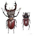 歐洲深山鍬形蟲 Lucanus cervus