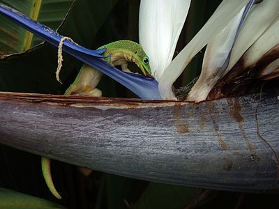 Phelsuma laticauda subsp. laticauda (Gold Dust Day Gecko)