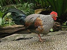 Sonnerathoene (Gallus sonneratii)