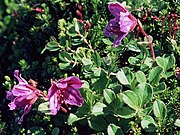 Rhododendron camtschaticum, подрод Therorhodion