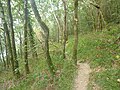 Le GR 34 (sentier littoral) dans le bois du Loc'h.